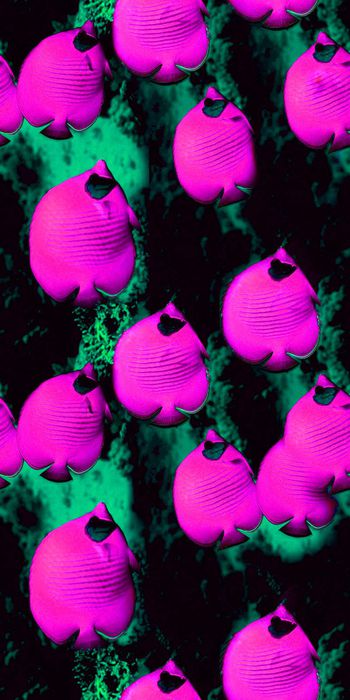 557516-小丑鱼海底世界