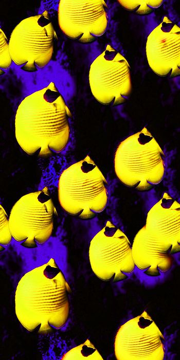 557518-小丑鱼海底世界