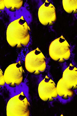 海洋生物印花华亿平台图片