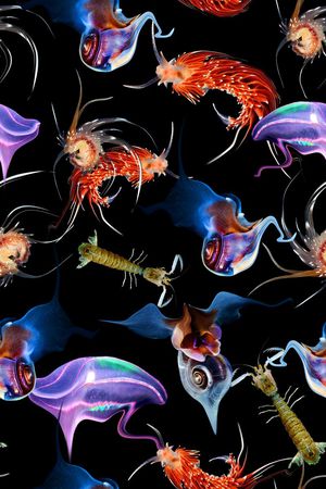 海底生物印花华亿平台图片