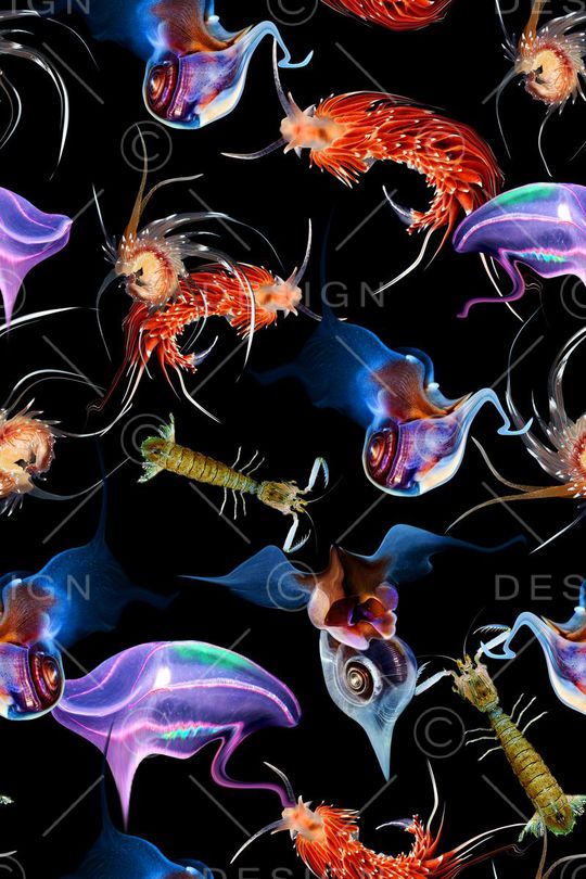 海底生物印花华亿平台图片