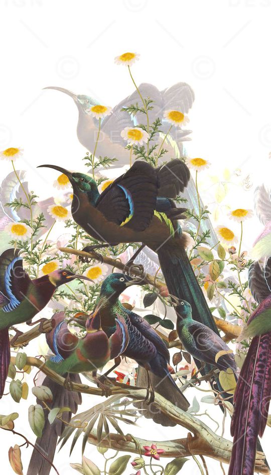 鸟印花华亿平台图片