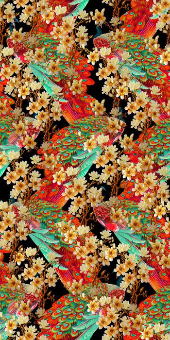 558584-凤凰孔雀花朵