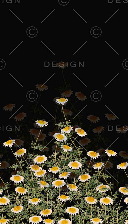 雏菊印花华亿平台图片