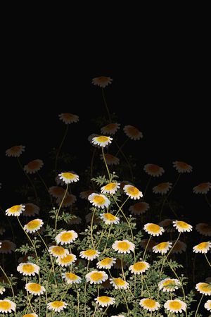 雏菊印花华亿平台图片