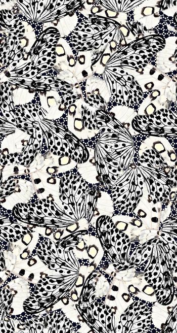 559319-豹纹蝴蝶翅膀