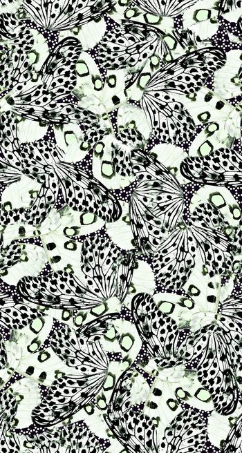 559320-豹纹蝴蝶翅膀