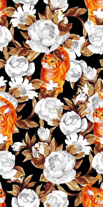 559381-猫花卉花朵