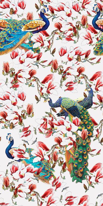 559483-原创孔雀花朵广玉兰