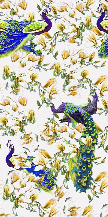 559484-孔雀花朵广玉兰