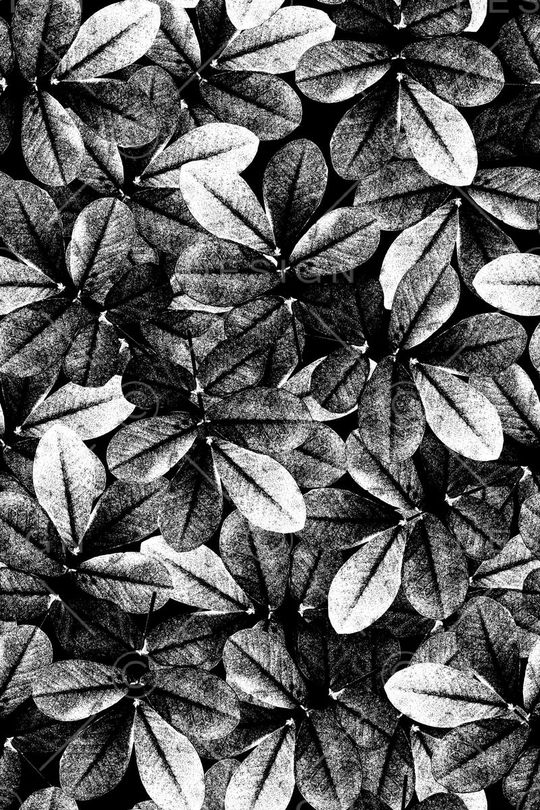 白印花华亿平台图片