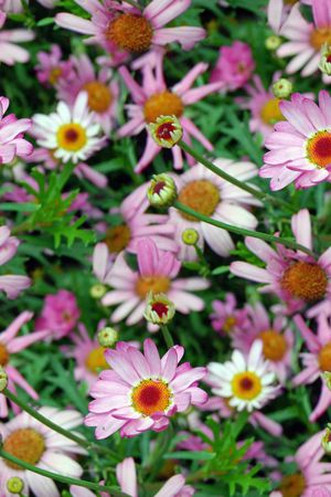 植物印花华亿平台图片