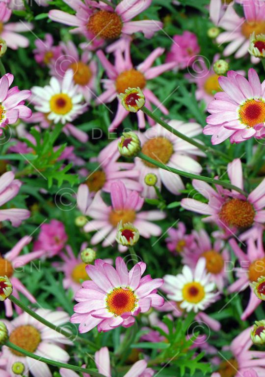 植物印花华亿平台图片