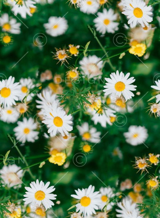 植物印花华亿平台图片