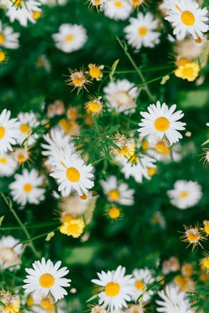 植物印花华亿平台图片