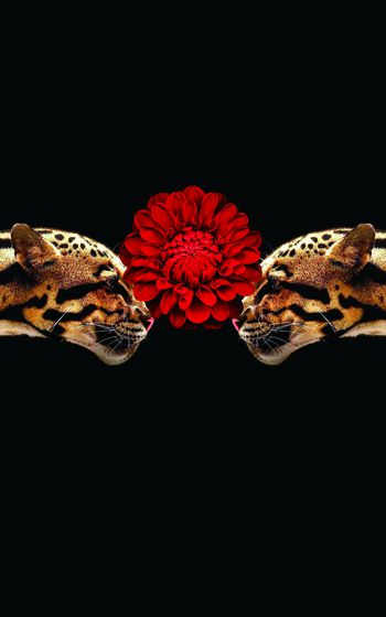 老虎印花华亿平台图片