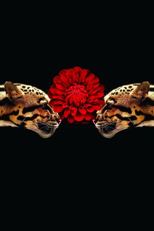 老虎印花华亿平台图片