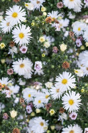植物印花华亿平台图片