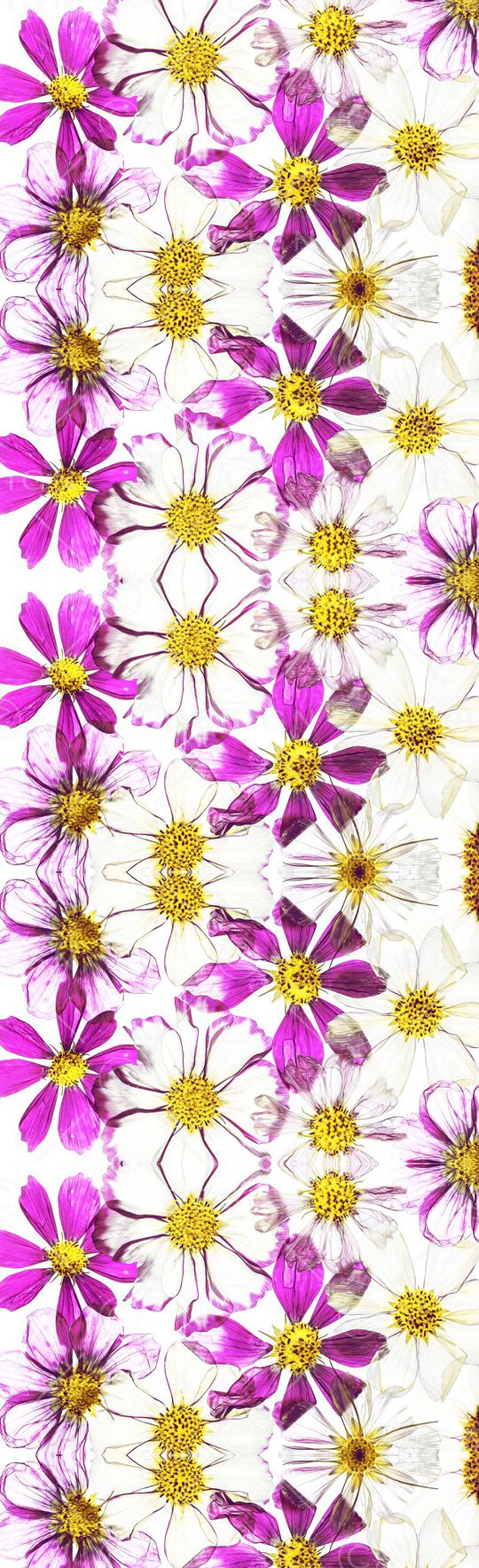 菊花印花华亿平台图片