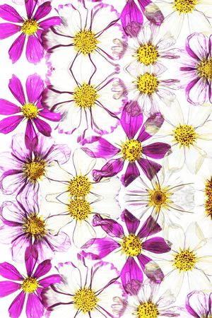 菊花印花华亿平台图片