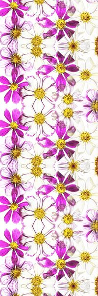 菊花印花华亿平台图片