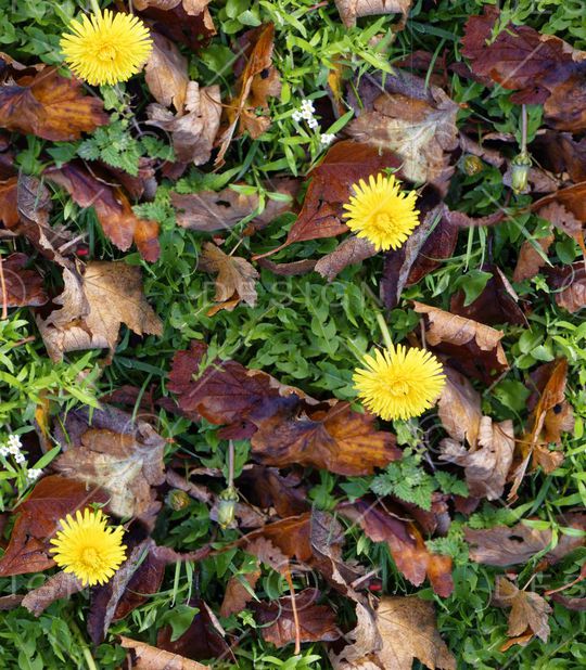 植物印花华亿平台图片
