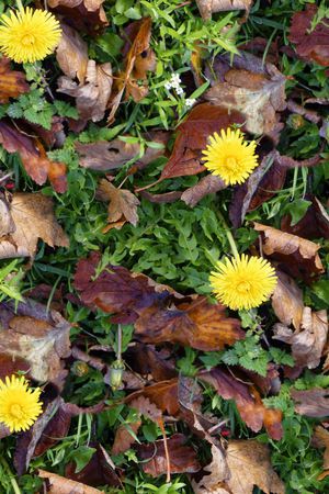 植物印花华亿平台图片