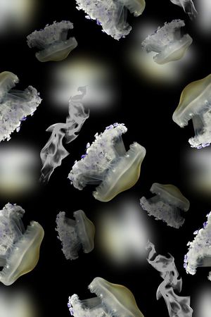 黑白阴阳印花华亿平台图片