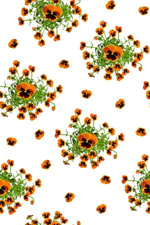 简单 清爽 规矩的罂粟花印花华亿平台图片