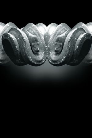 Just Cavalli印花华亿平台图片