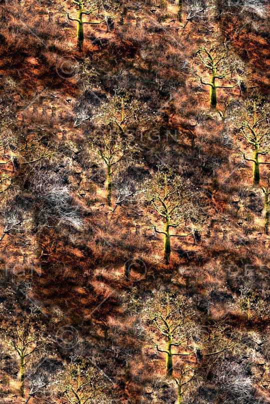 Just Cavalli印花华亿平台图片