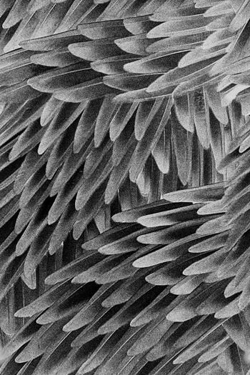 564608-原创时尚潮流大牌 黑白酷感暗黑羽毛