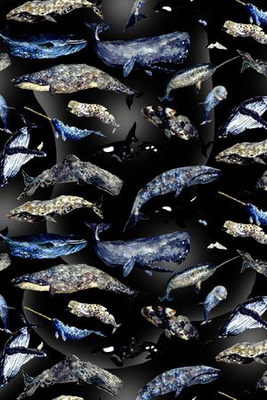 鲨鱼印花华亿平台图片