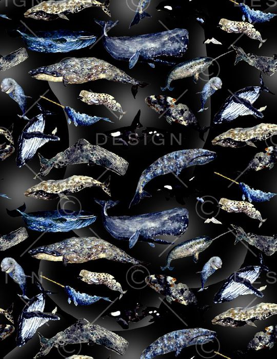 鲨鱼印花华亿平台图片