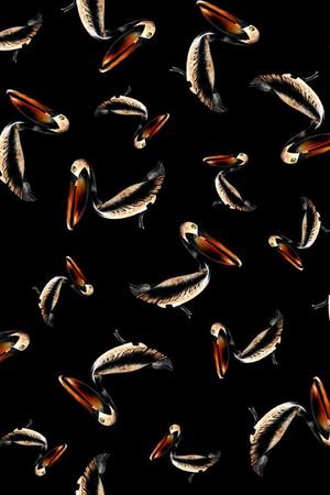 鹦鹉印花华亿平台图片