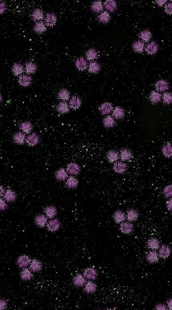 567364-时尚 潮流  植物 叶子 组合 星