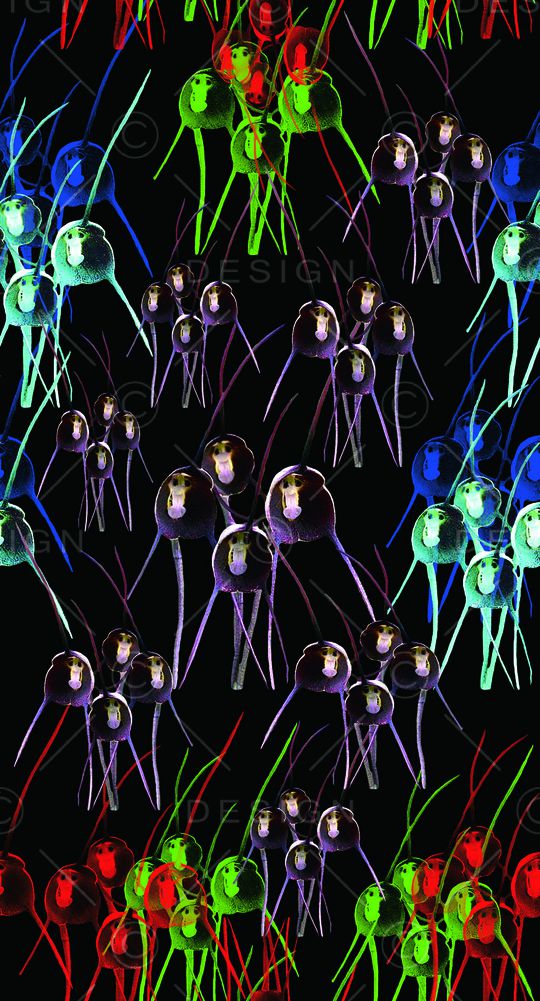 德古拉兰花印花华亿平台图片