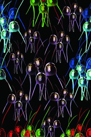 德古拉兰花印花华亿平台图片