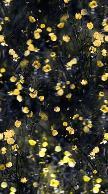 567927-时尚 潮流 照片景观 模糊 花卉 