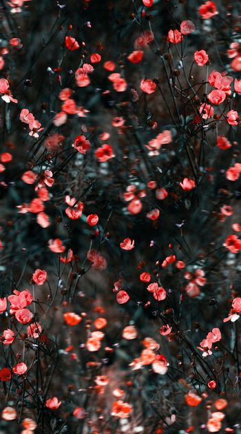 567928-时尚 潮流 照片景观 模糊 花卉 