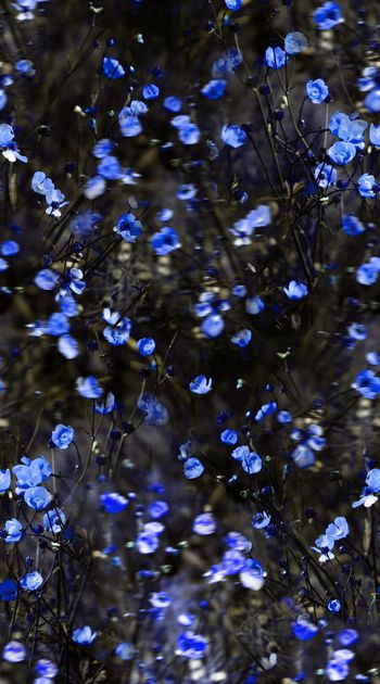 567929-时尚 潮流 照片景观 模糊 花卉 