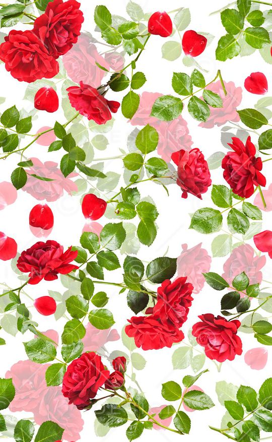 玫瑰印花华亿平台图片