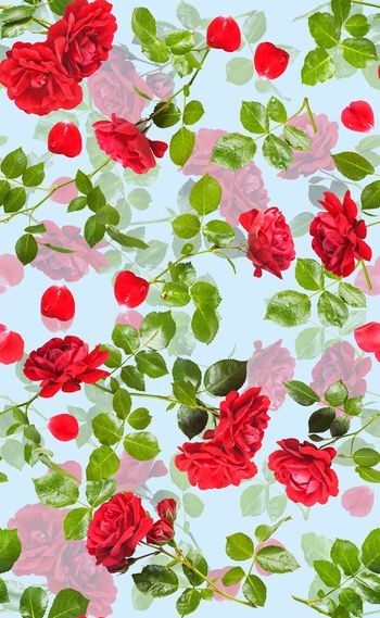 567998-真实 玫瑰花