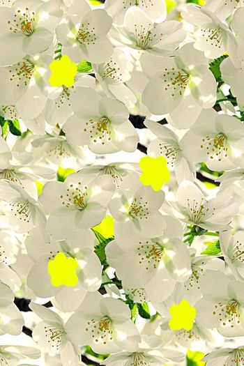 568116-时尚潮流大牌樱花女装图案