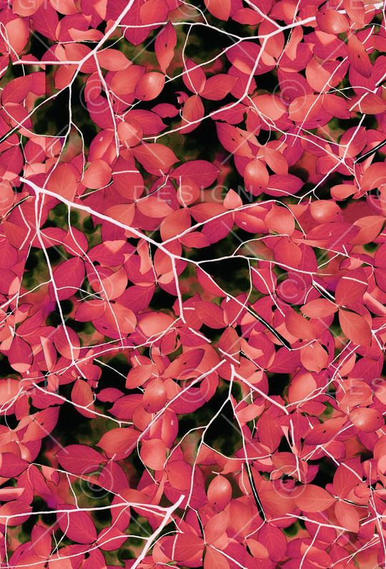 大牌印花华亿平台图片