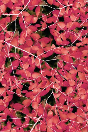 大牌印花华亿平台图片