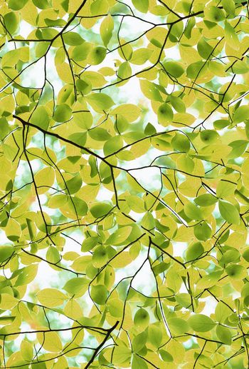 568559-时尚潮流大牌树叶纹理女装图案