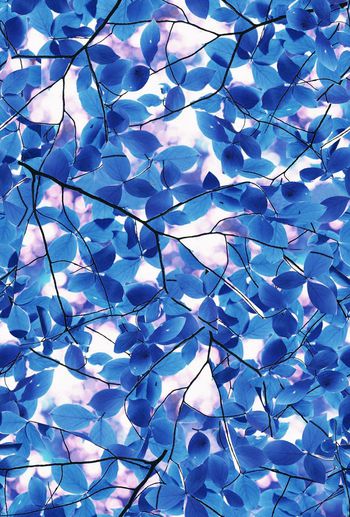 568560-时尚潮流大牌树叶纹理女装图案