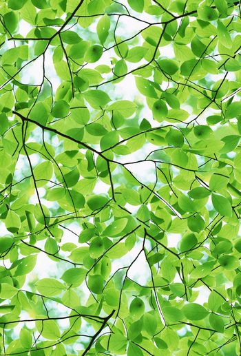 568561-时尚潮流大牌树叶纹理女装图案