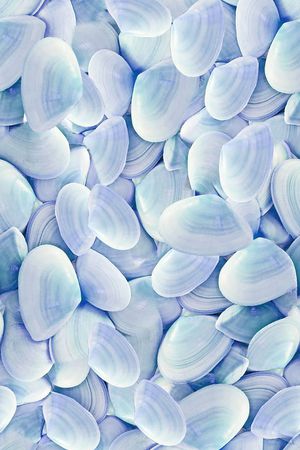 贝壳印花华亿平台图片